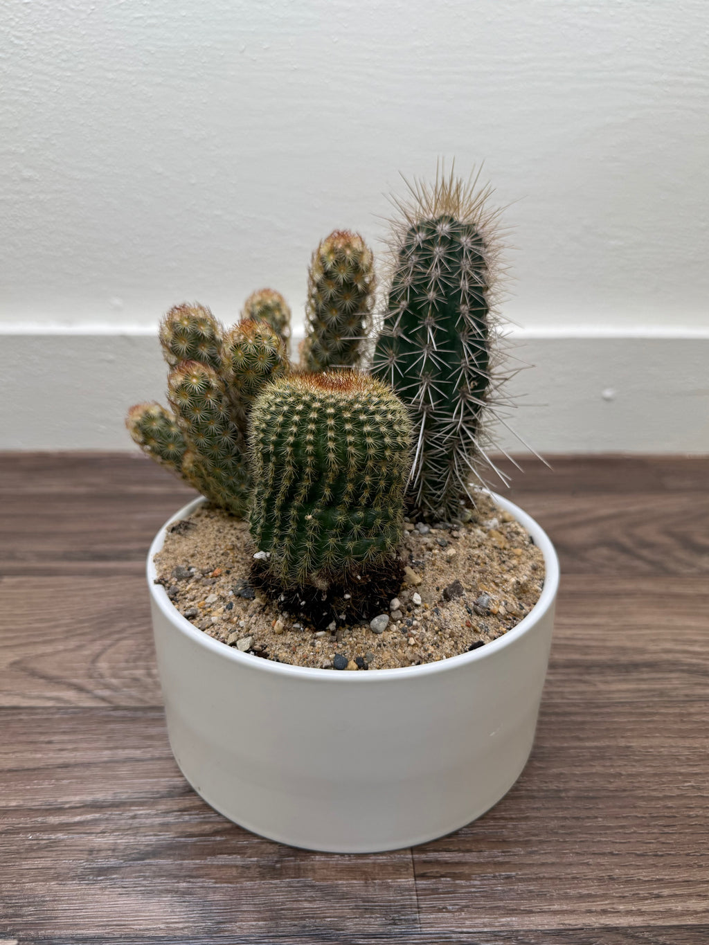 Cactus Garden