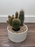 Cactus Garden