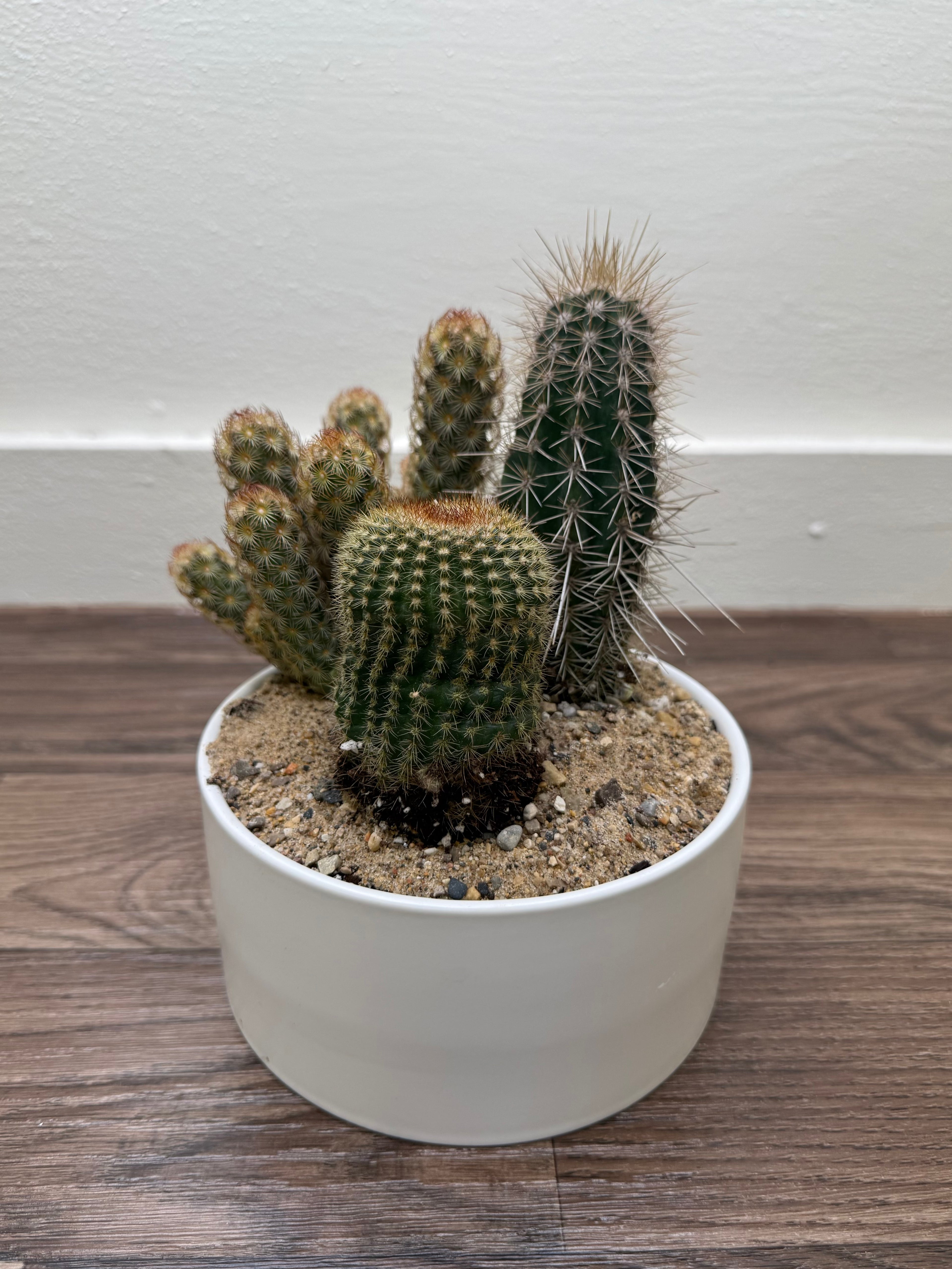 Cactus Garden