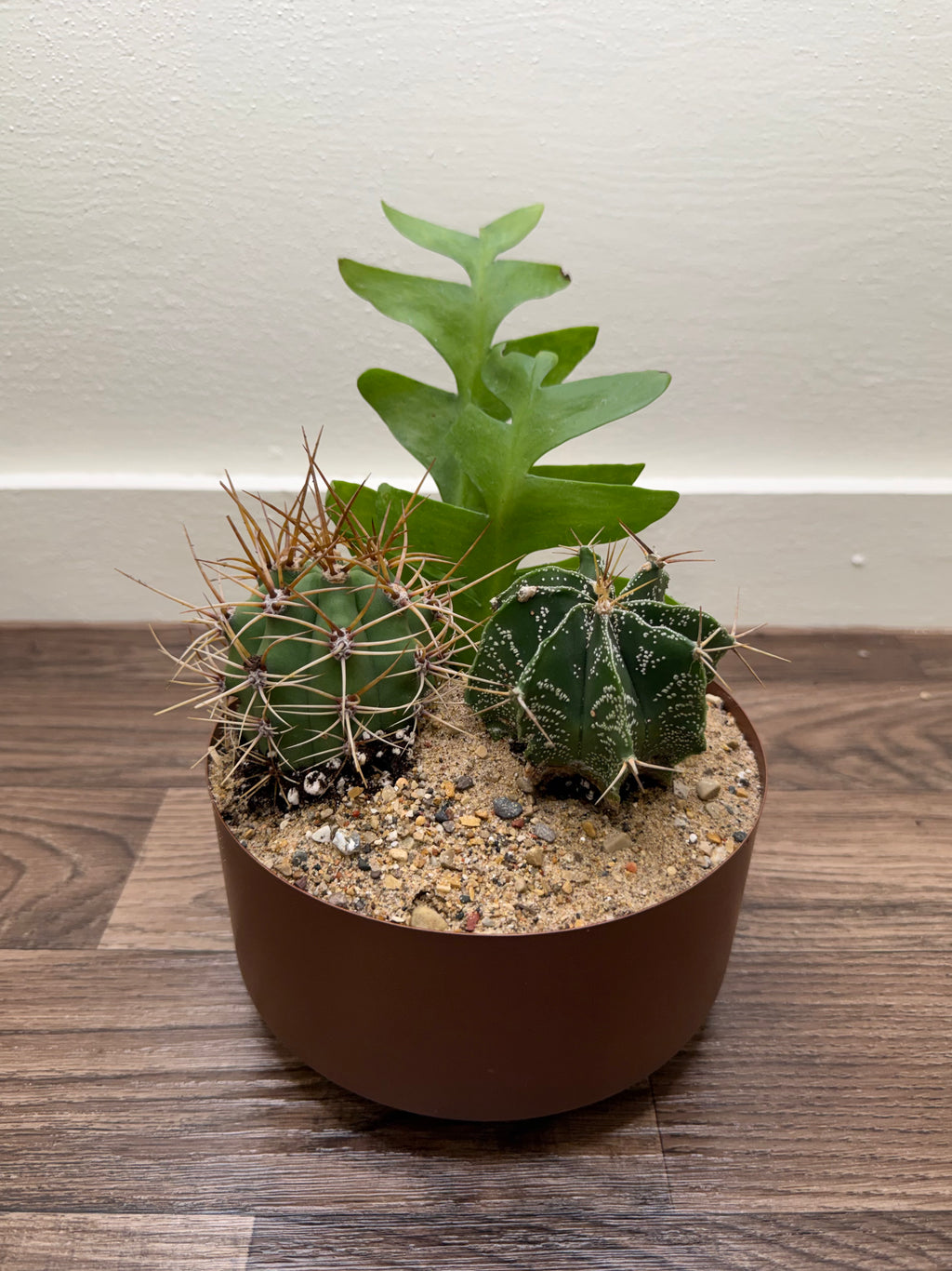 Cactus Garden