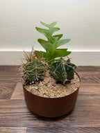 Cactus Garden