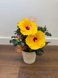 Hibiscus