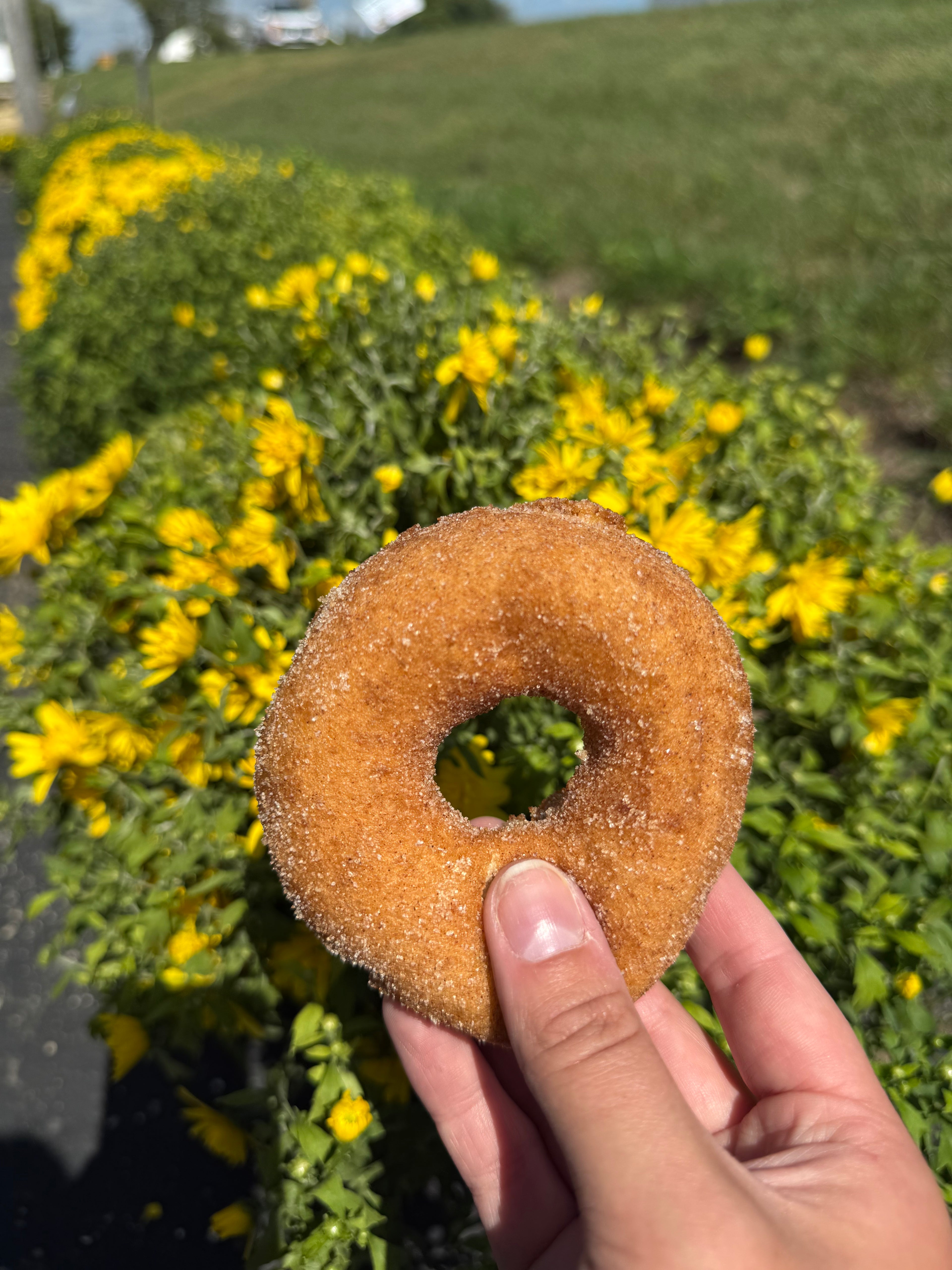 Single Apple Cider Donut