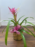 Bromeliad Plant