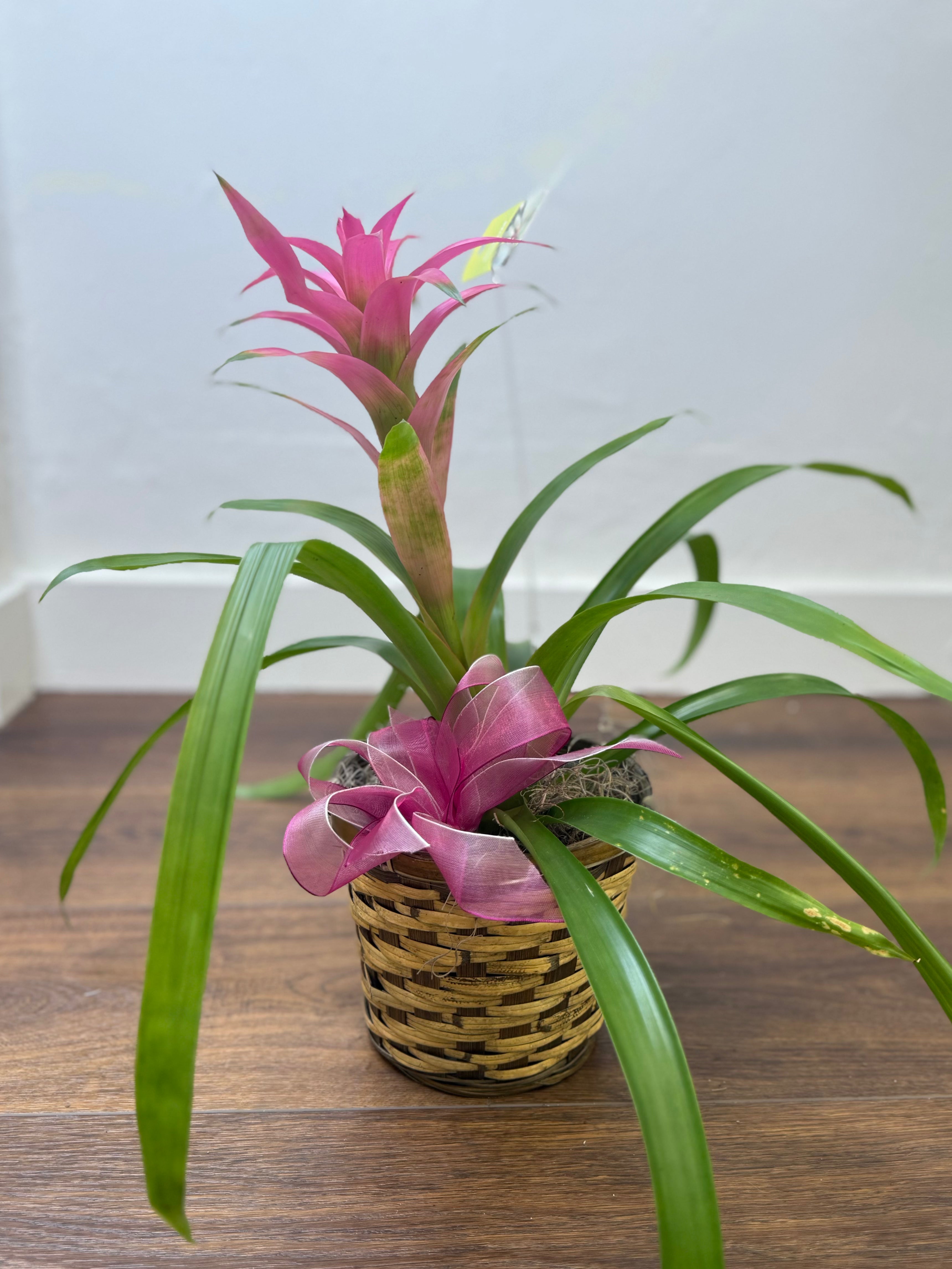 Bromeliad Plant