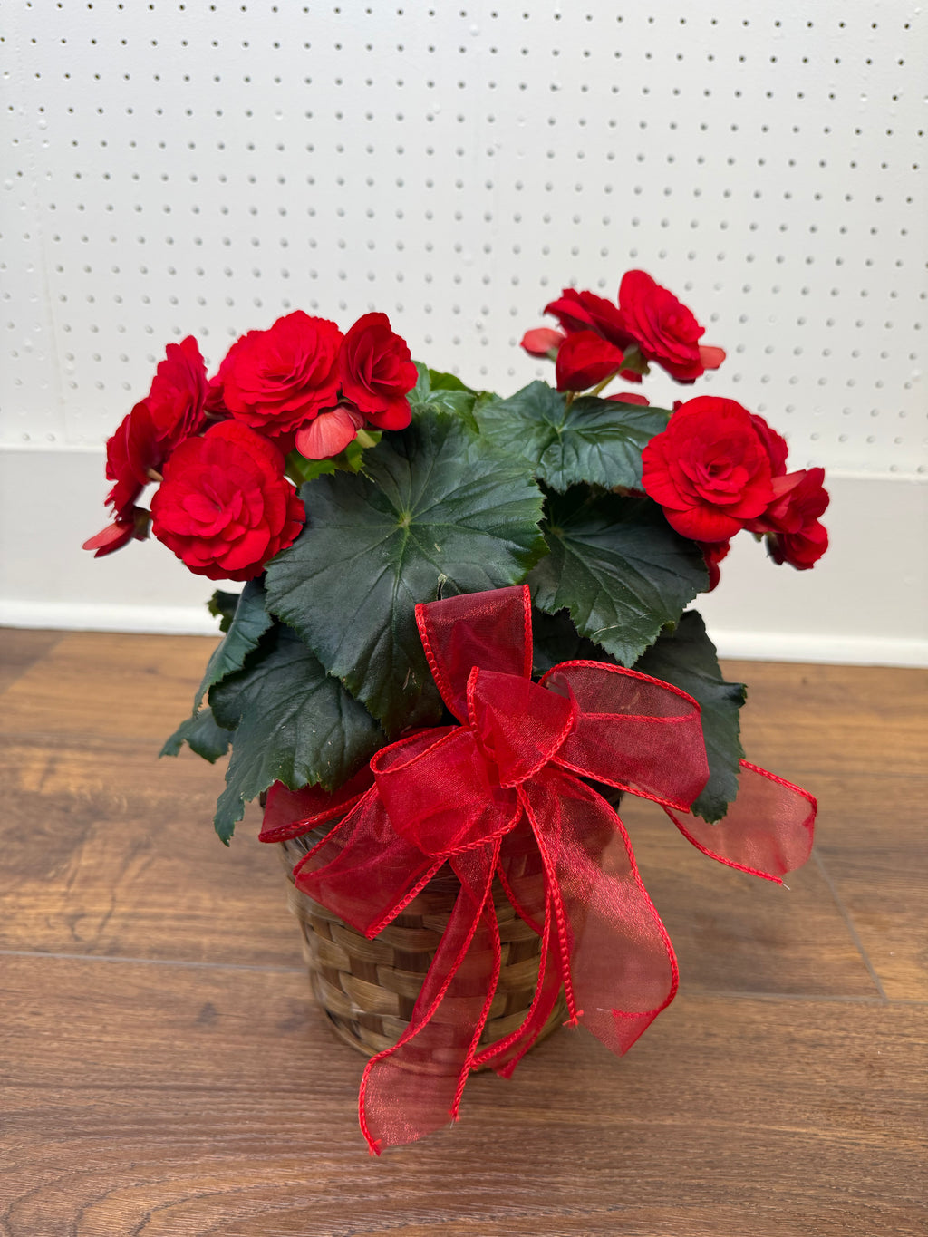 Begonia