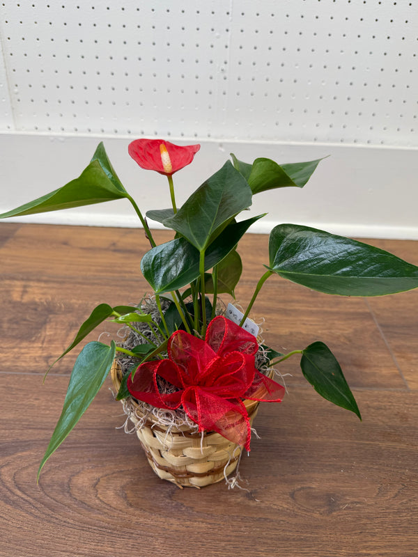 Anthurium