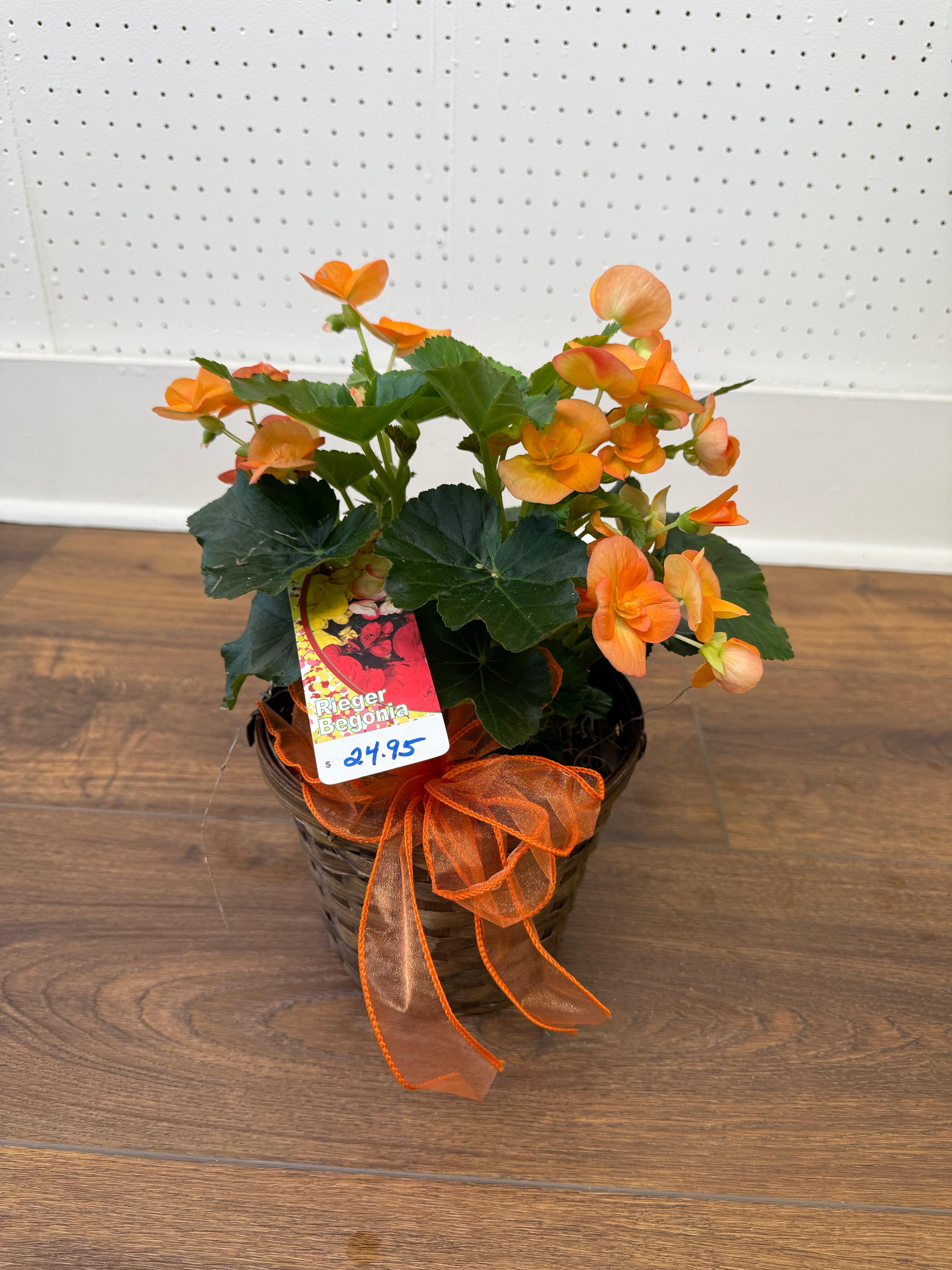 Begonia