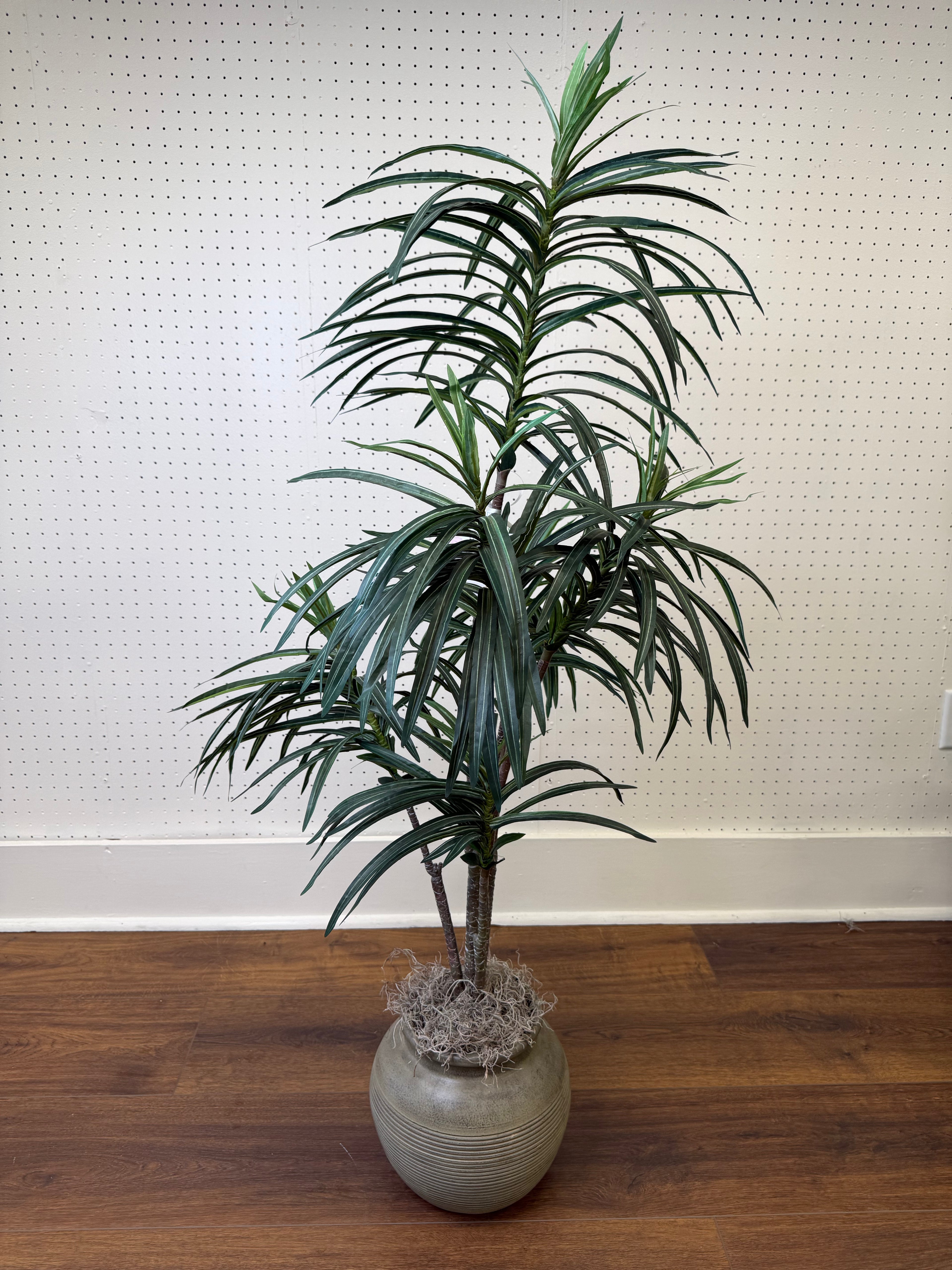 Dracena