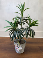 Dracena
