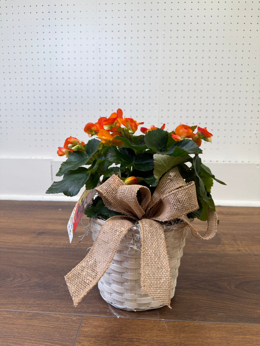 Begonia