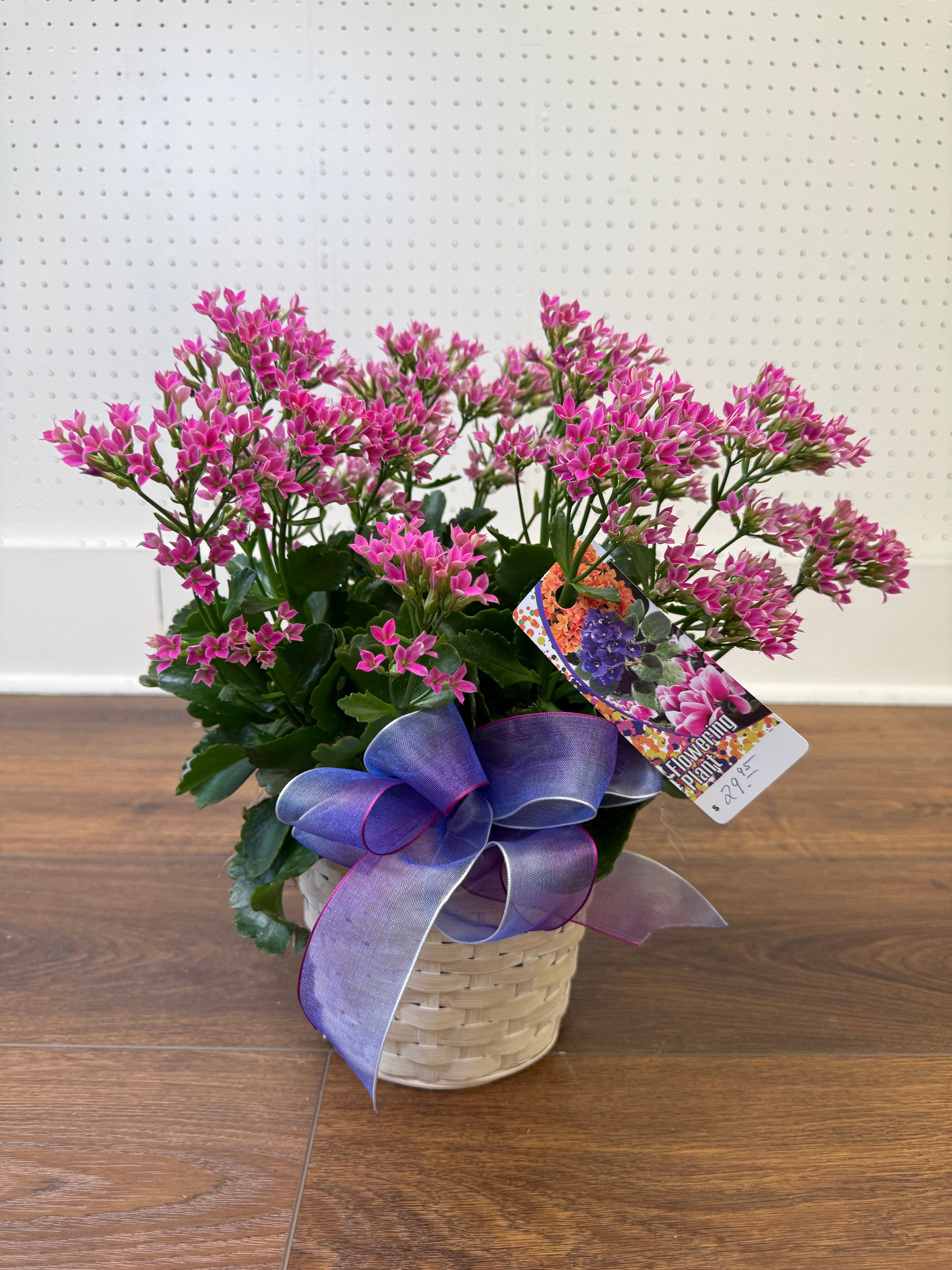 Kalanchoe