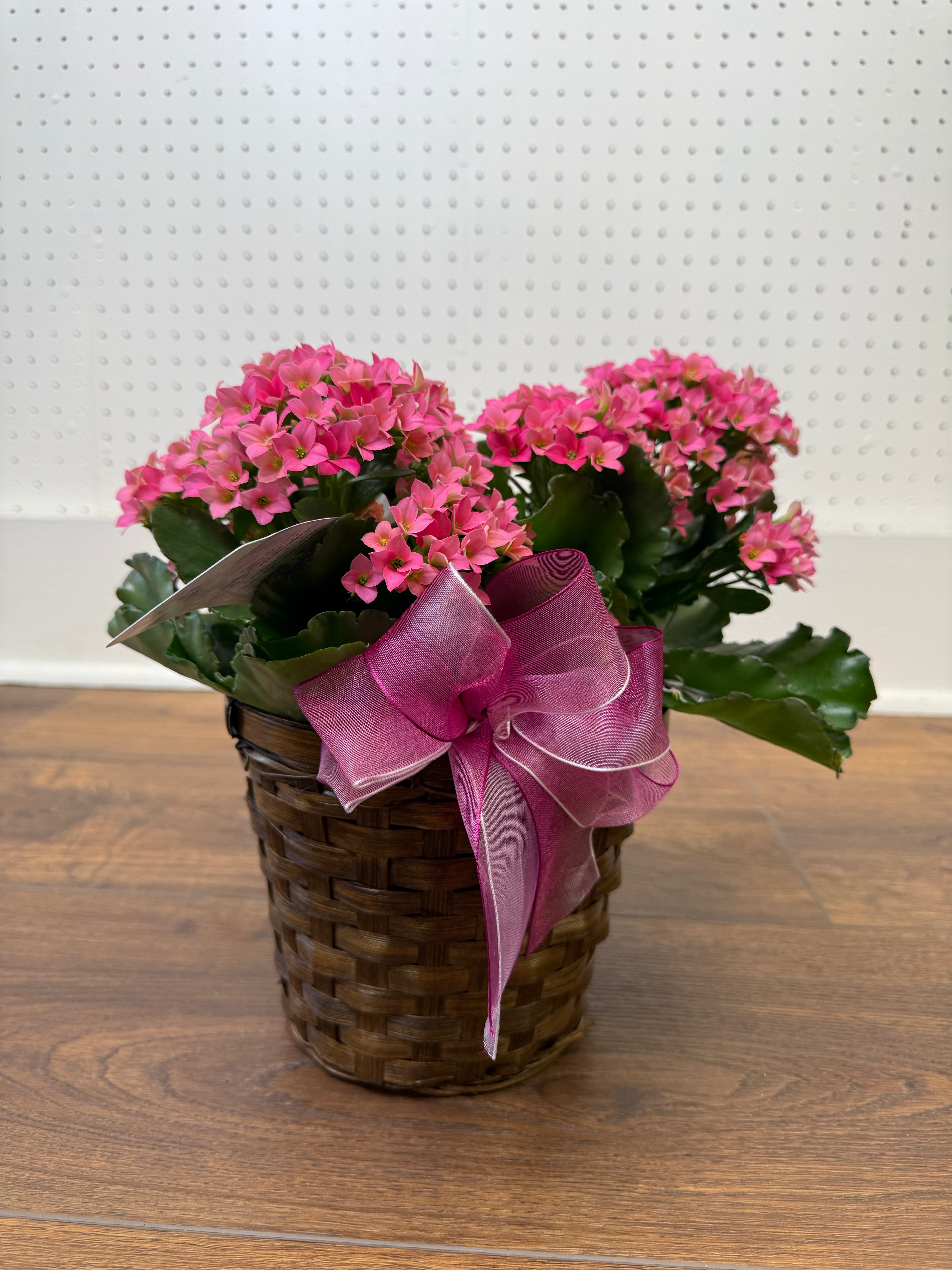 Kalanchoe
