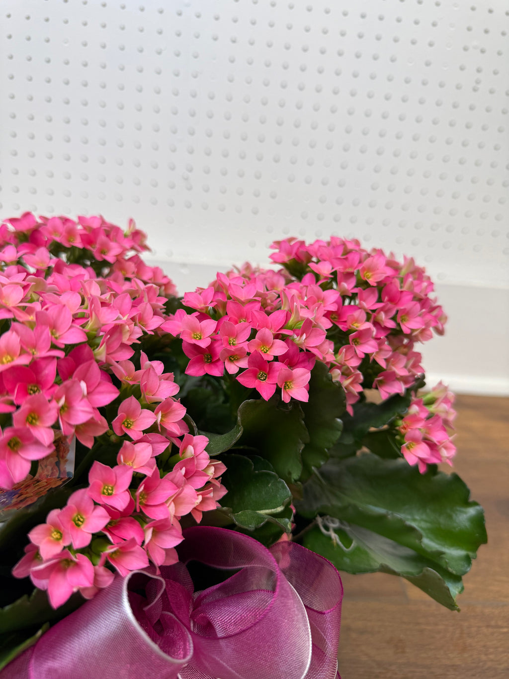 Kalanchoe