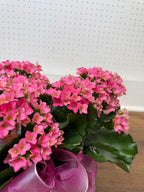 Kalanchoe
