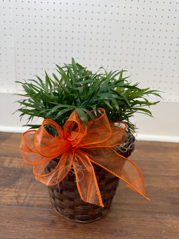 Parlor Palm